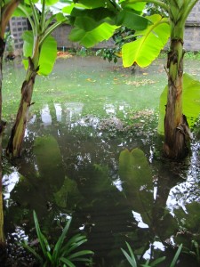 Flooded Lawn