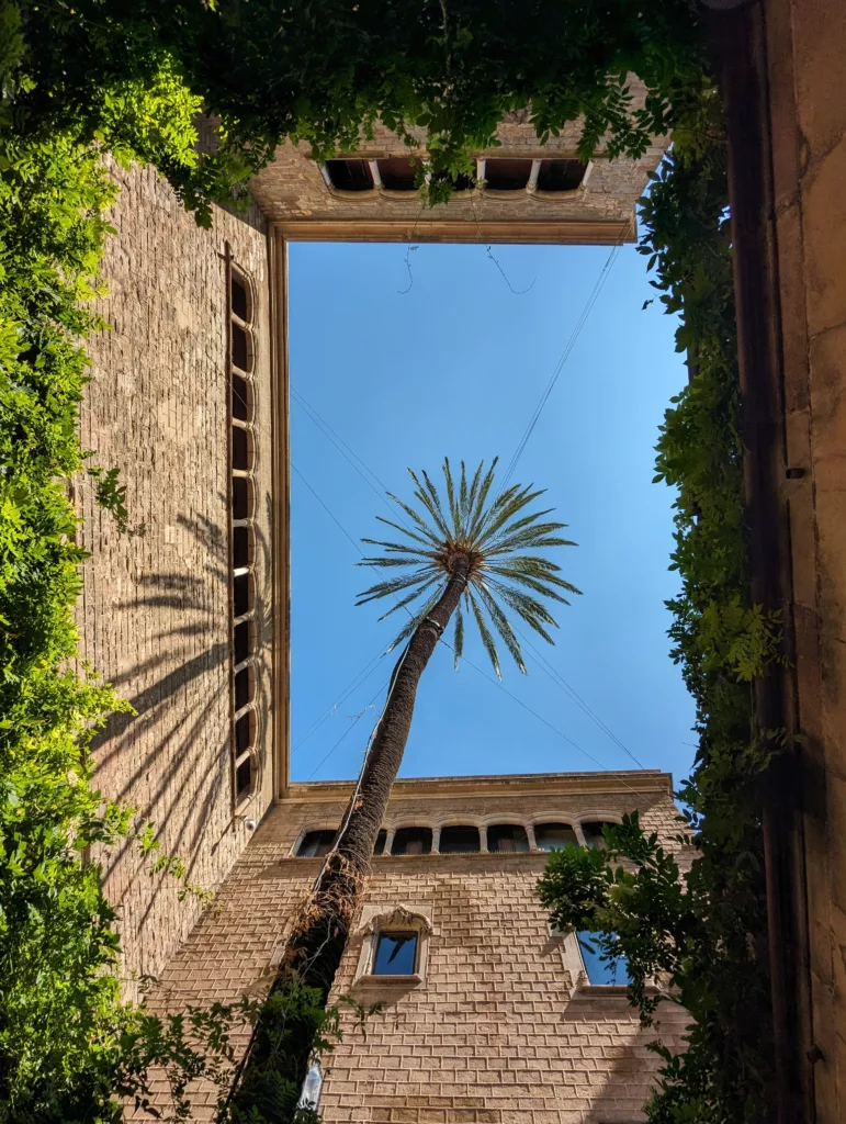 Palm tree
