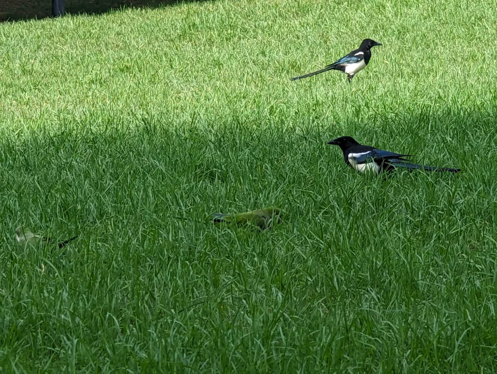 Magpies on grass