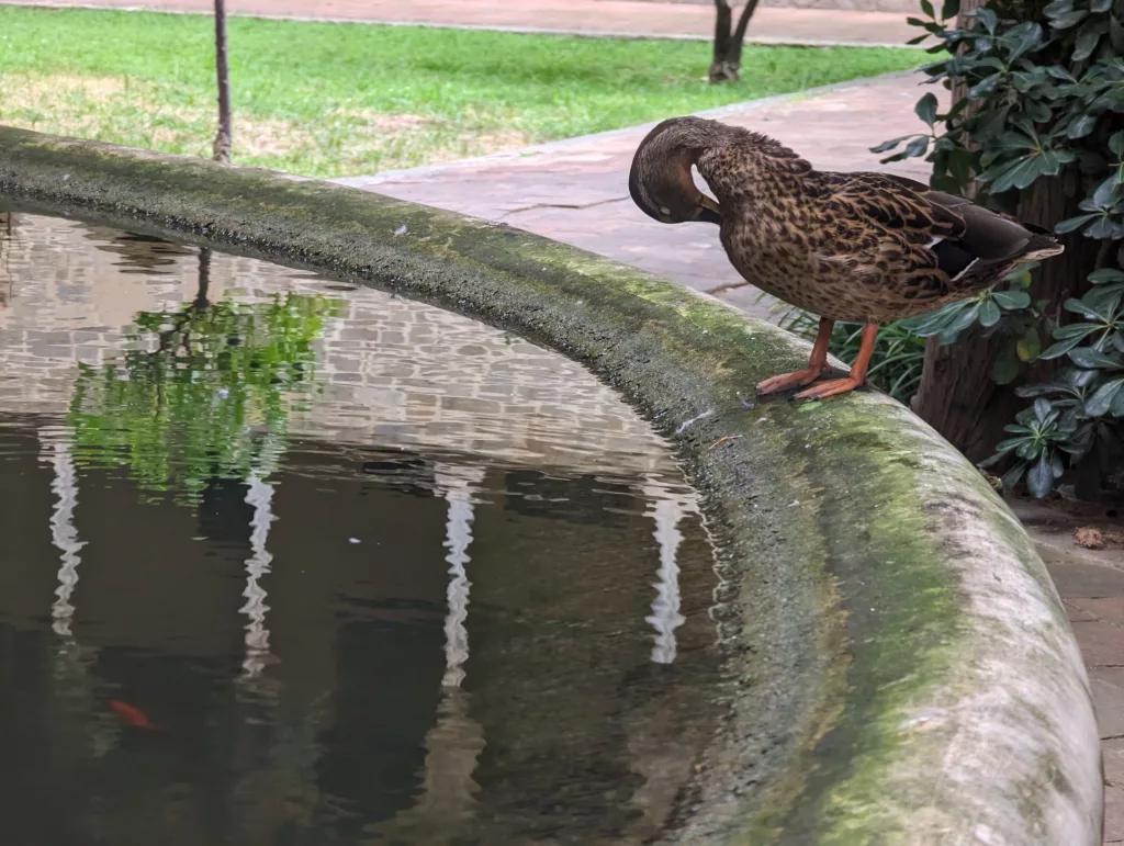 Duck