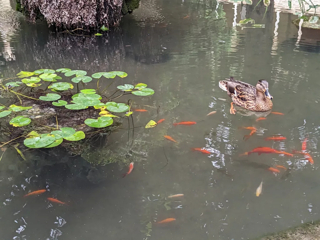 Duck and fish
