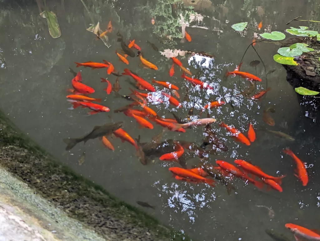 Fish in pond