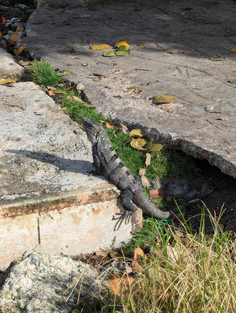 Iguana by the road