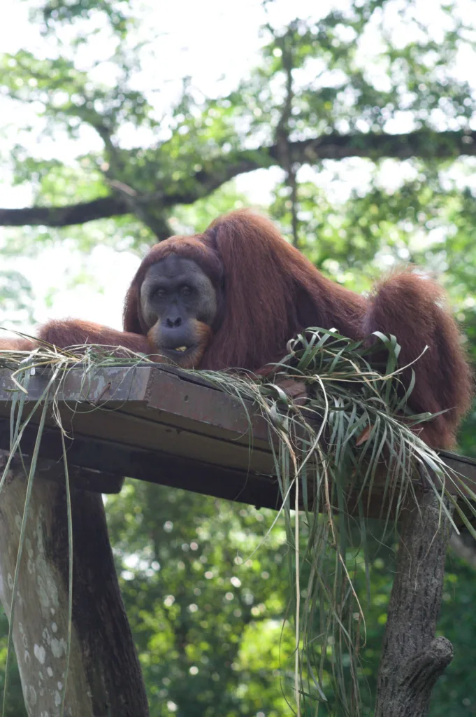 Orangutan