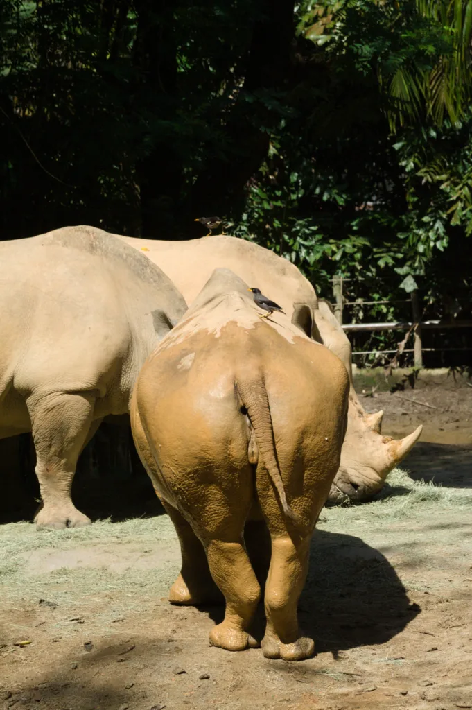 Myna bird on rhino