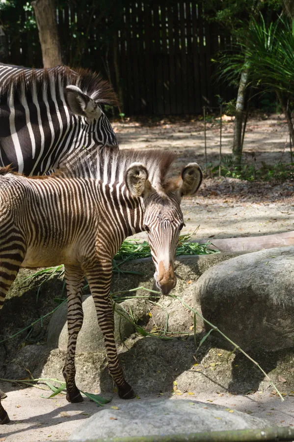 Zebra foal