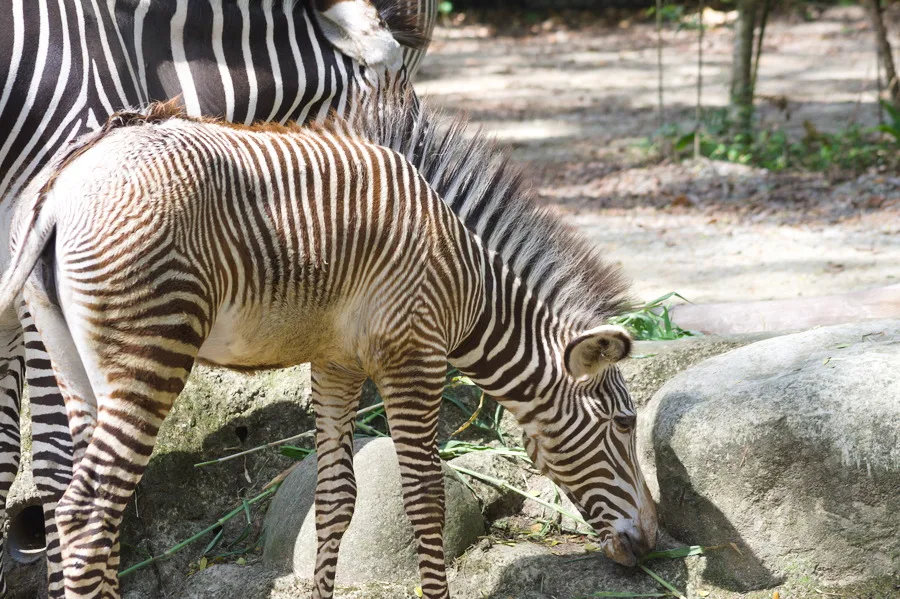 Zebra foal