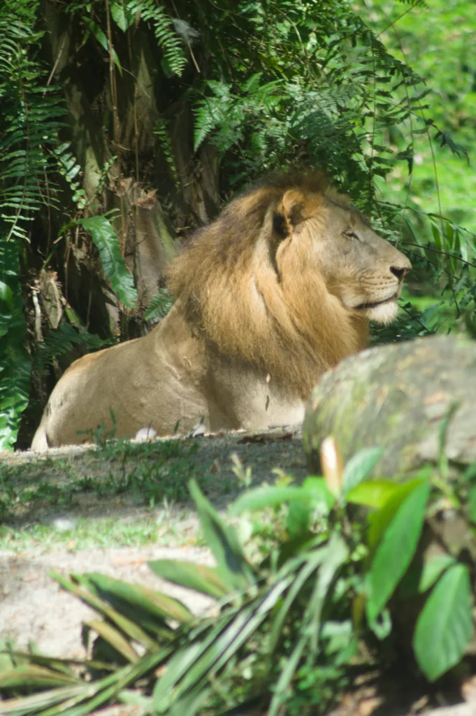 Lion