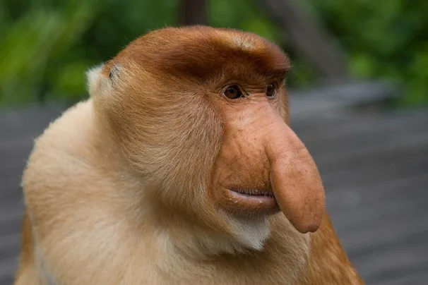 Proboscis monkey