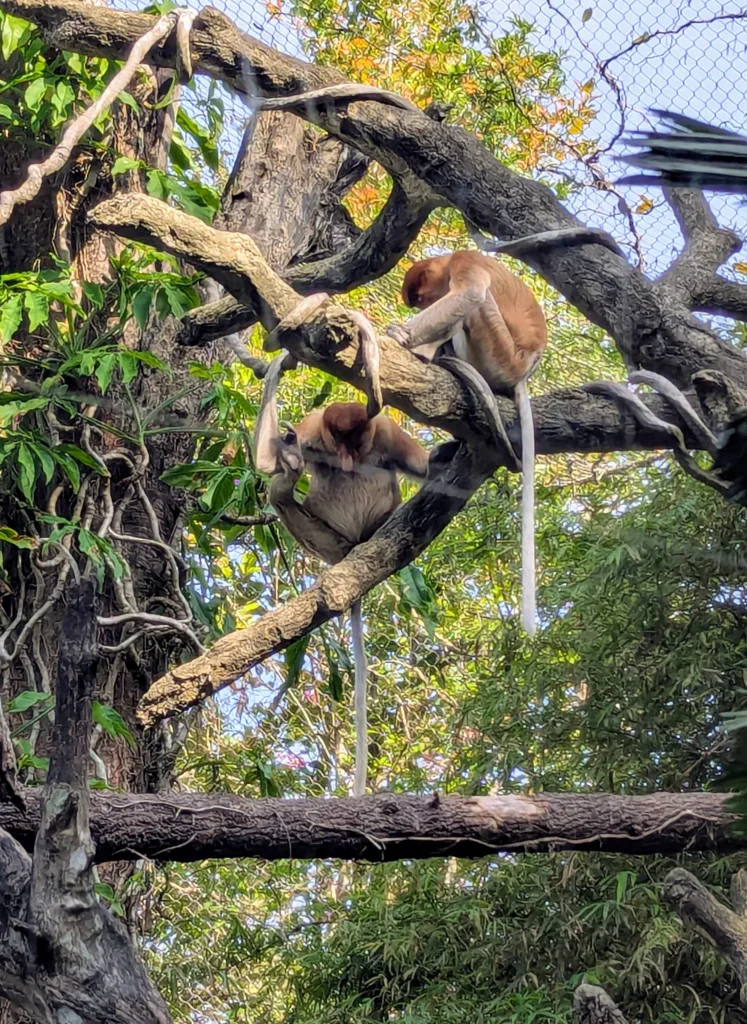 Proboscis monkeys