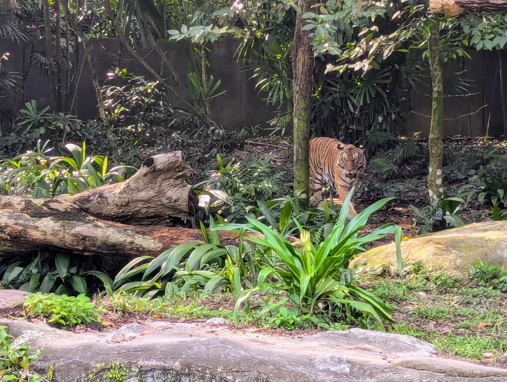Tiger in habitat