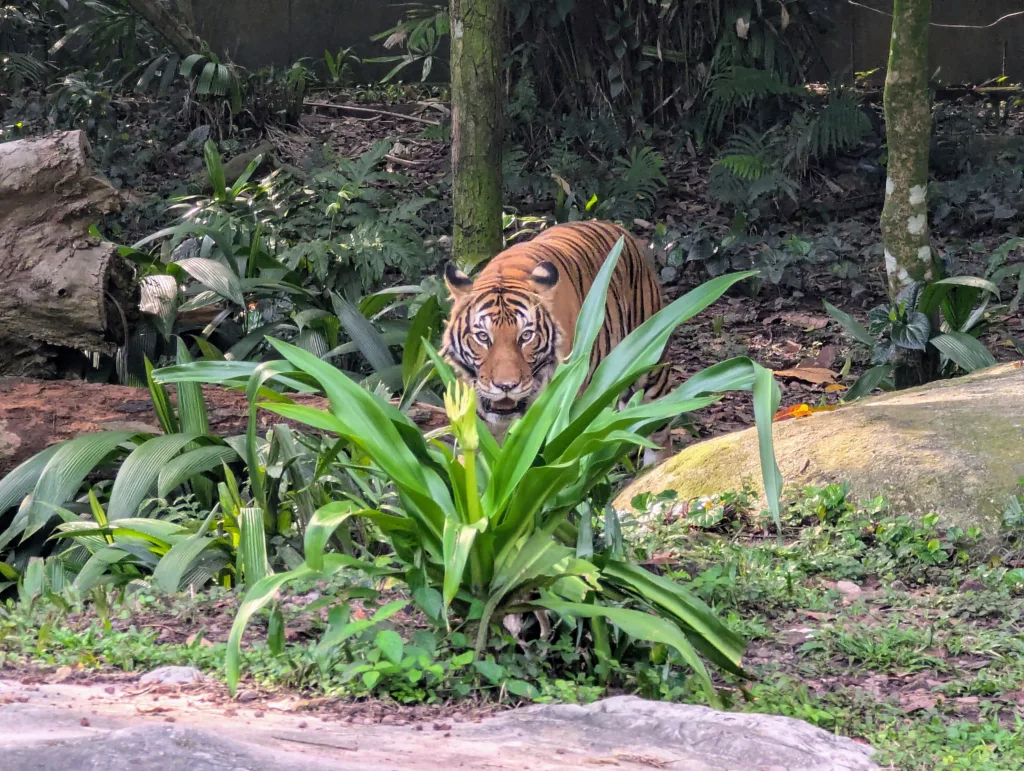 Tiger in habitat