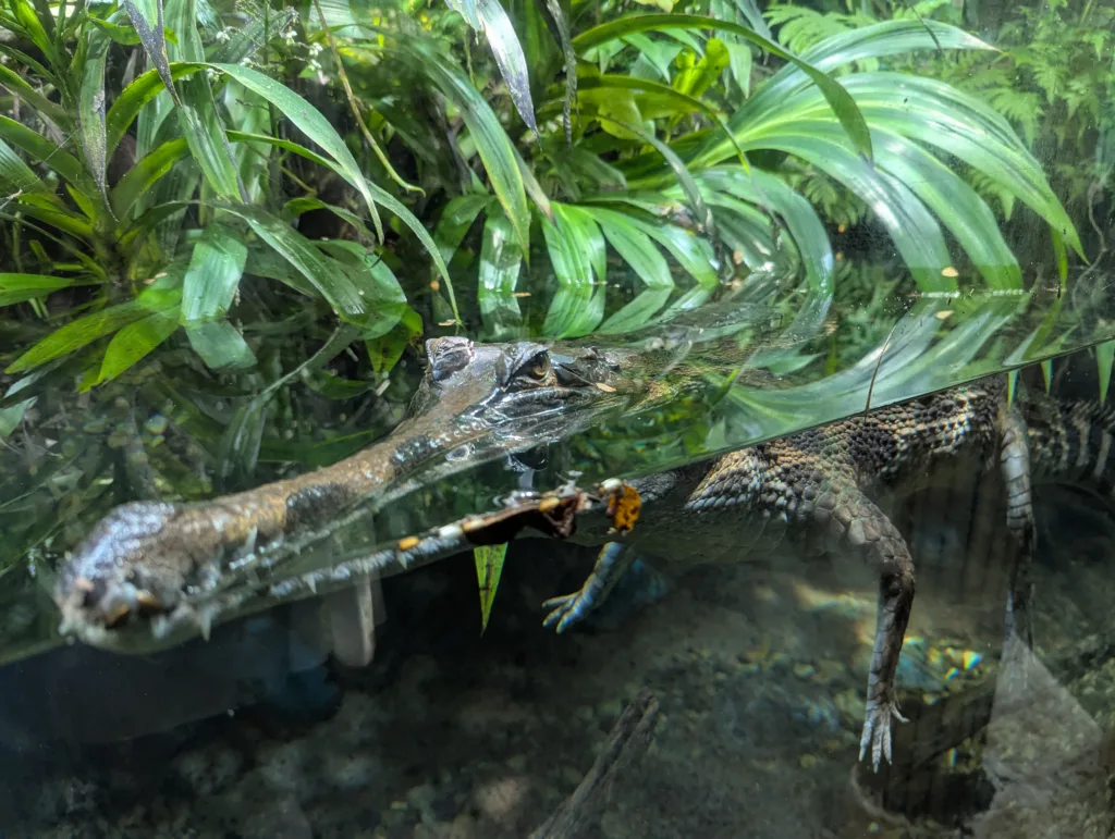 Caiman