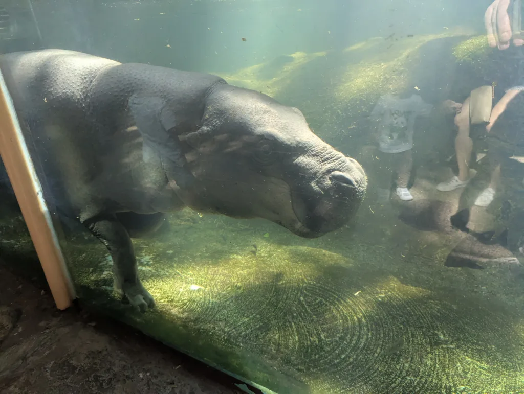 Hippo looking at ankles