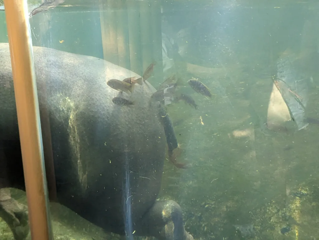 Cleaner fish on hippo bum