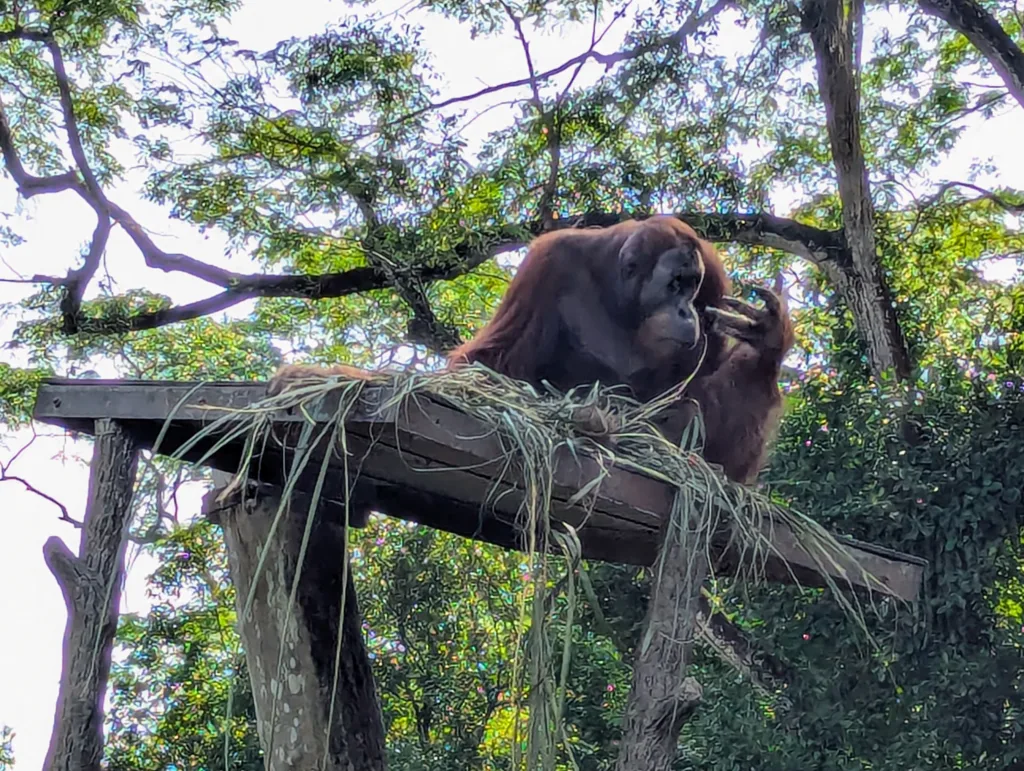 Orangutan