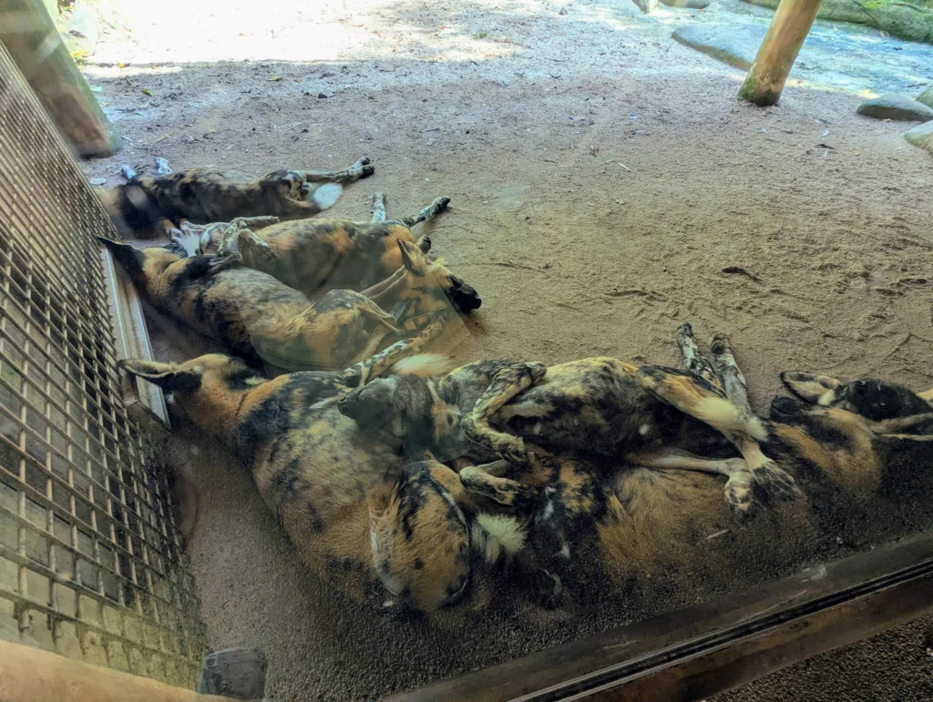 African painted dogs