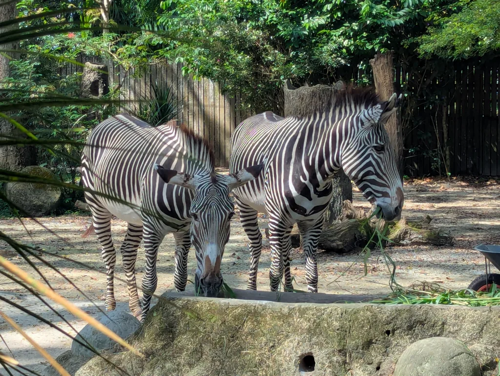Zebra parents