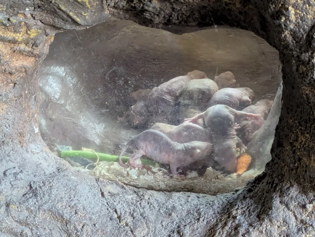 Naked mole rats in a group