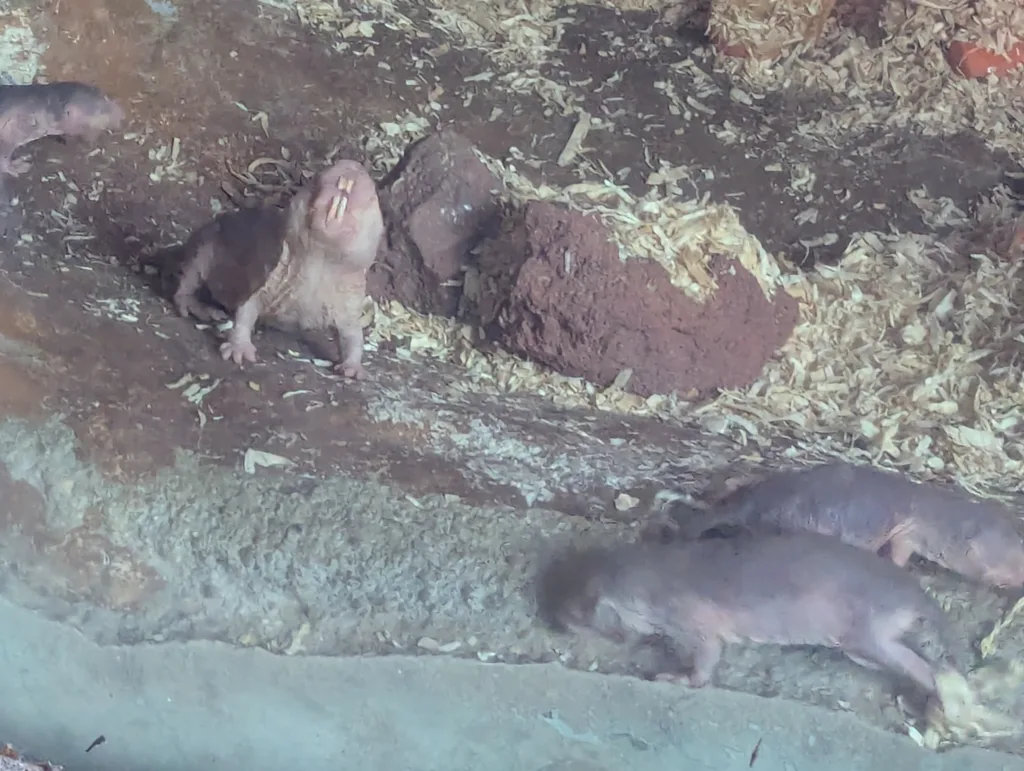 Naked mole rats