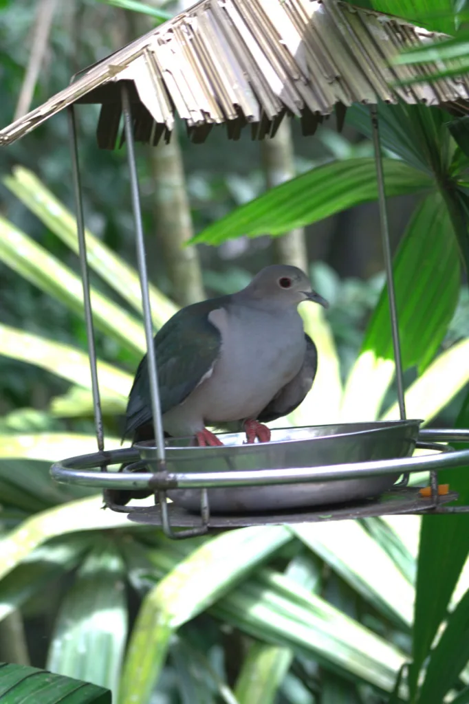 Grey dove