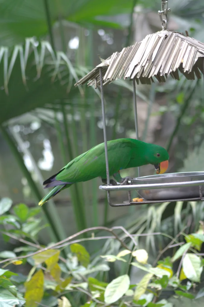 Green parrot