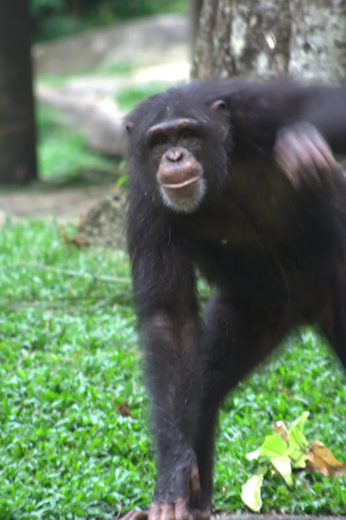 Chimpanzee