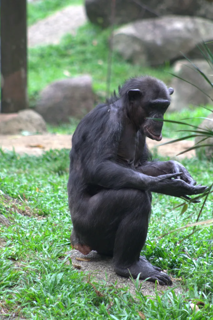 Chimpanzee