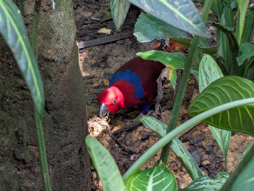 Red parrot