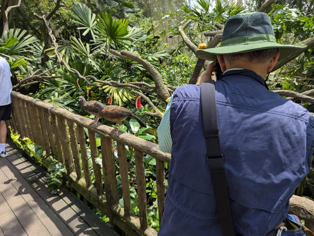 Man photographing birds