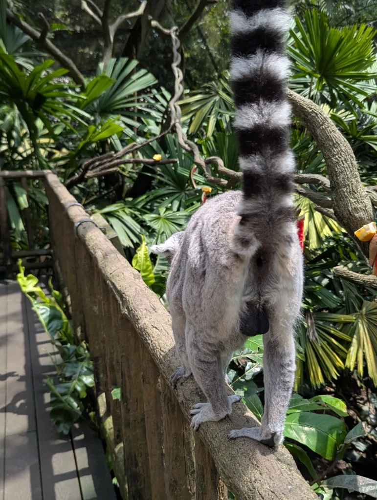 Lemur