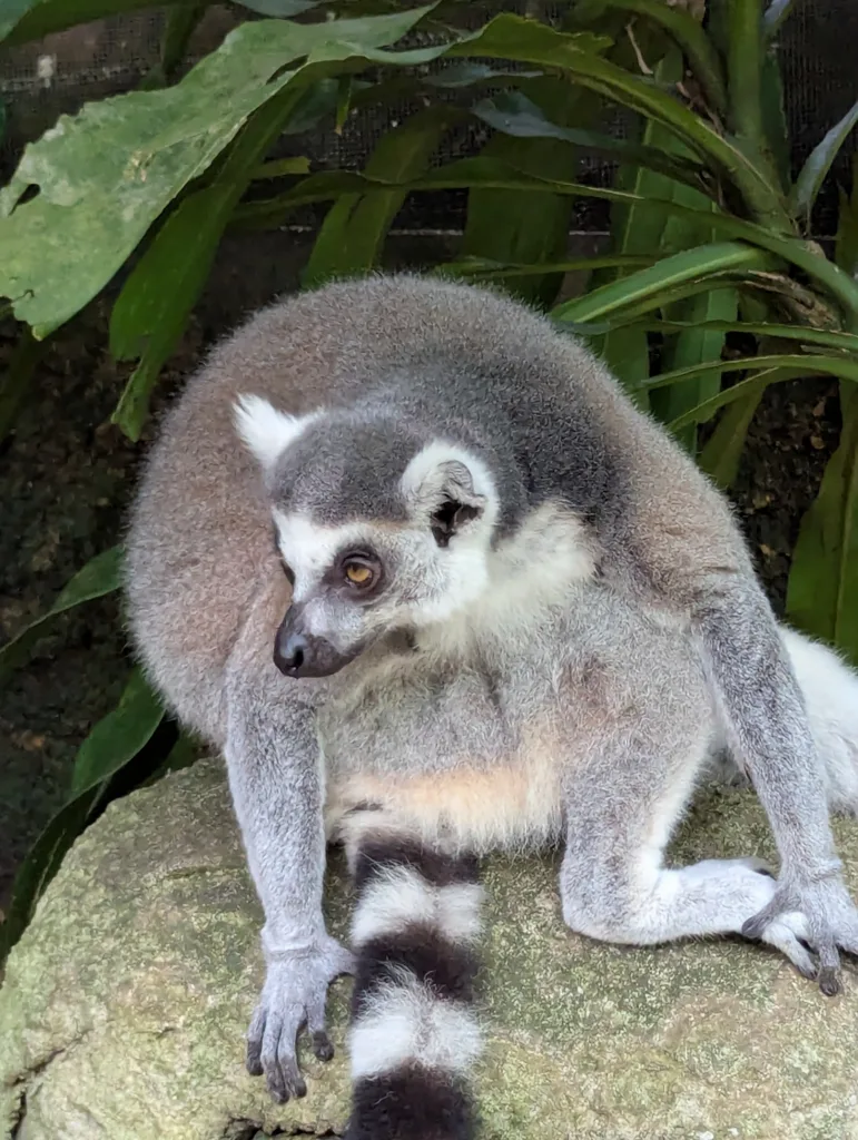 Lemur