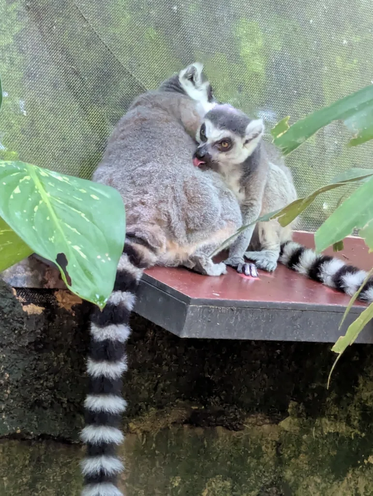 Lemur