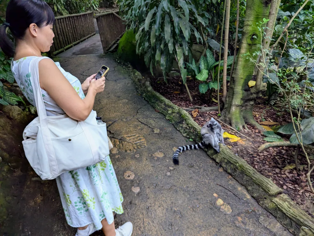 Sachie and lemur