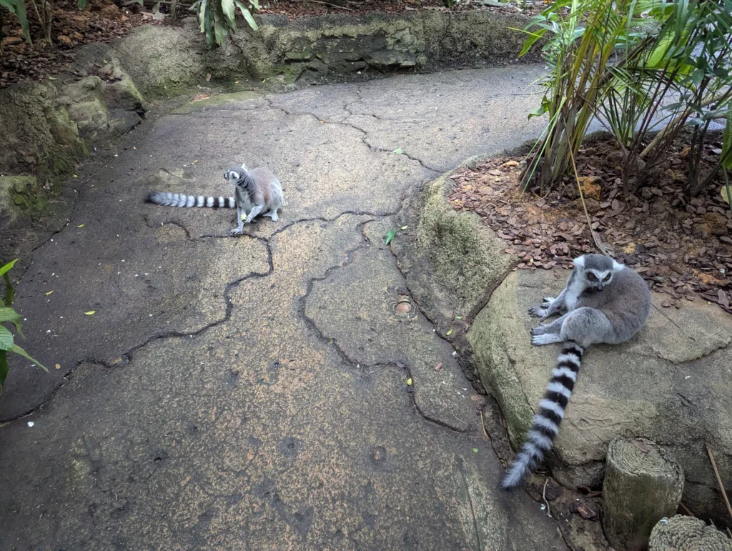 Lemurs