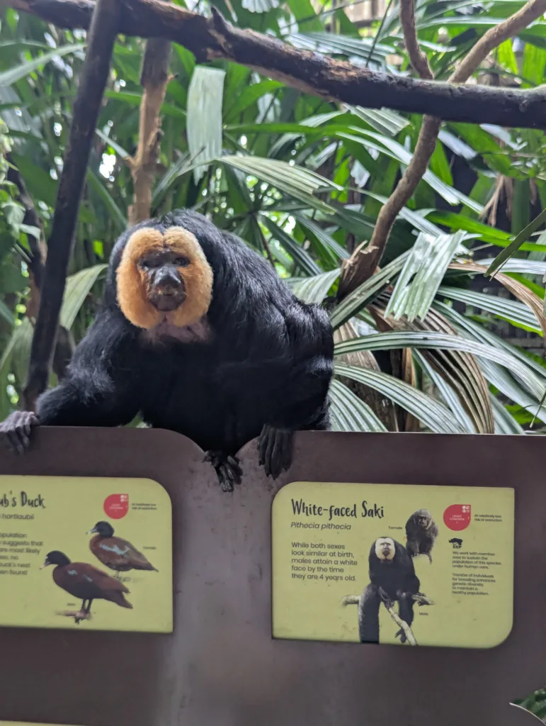 White faced saki