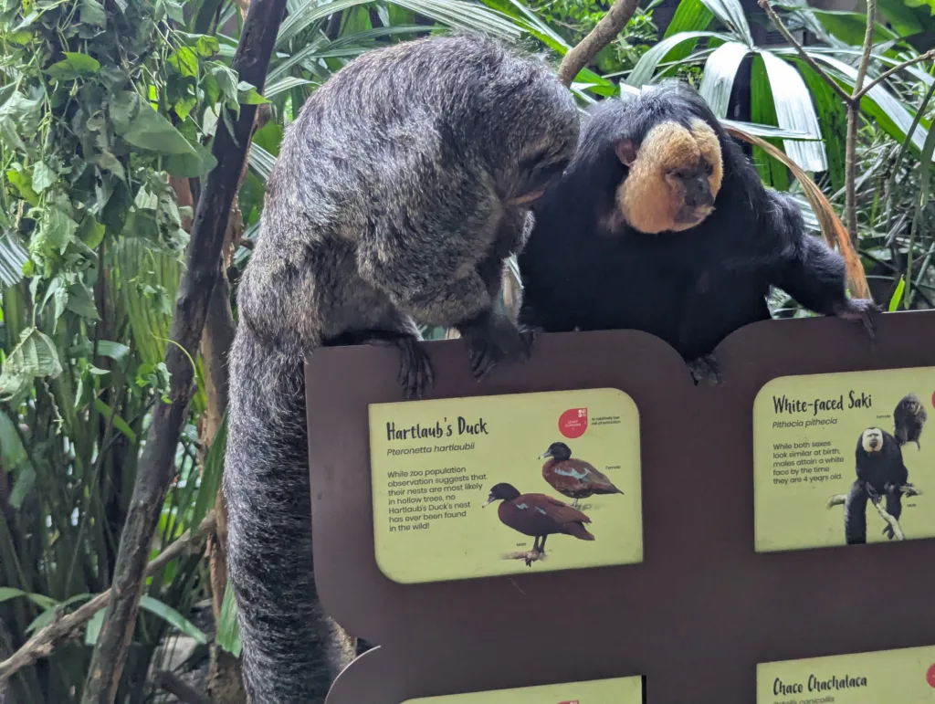 Male and female white faced saki
