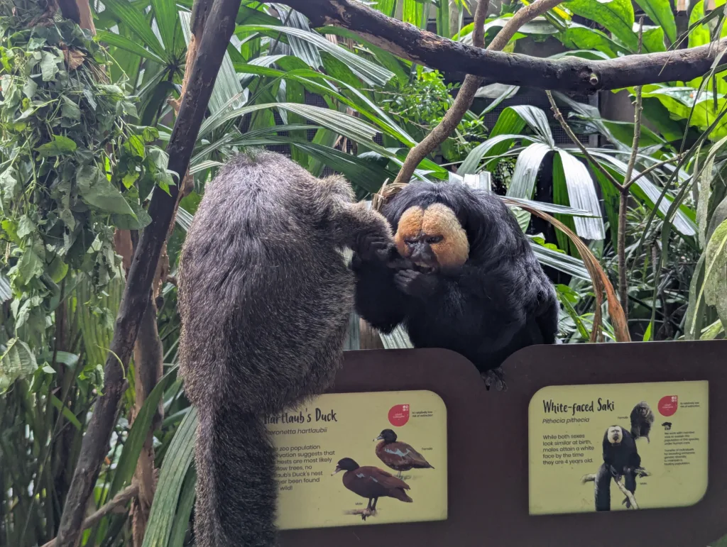 Male and female white faced saki