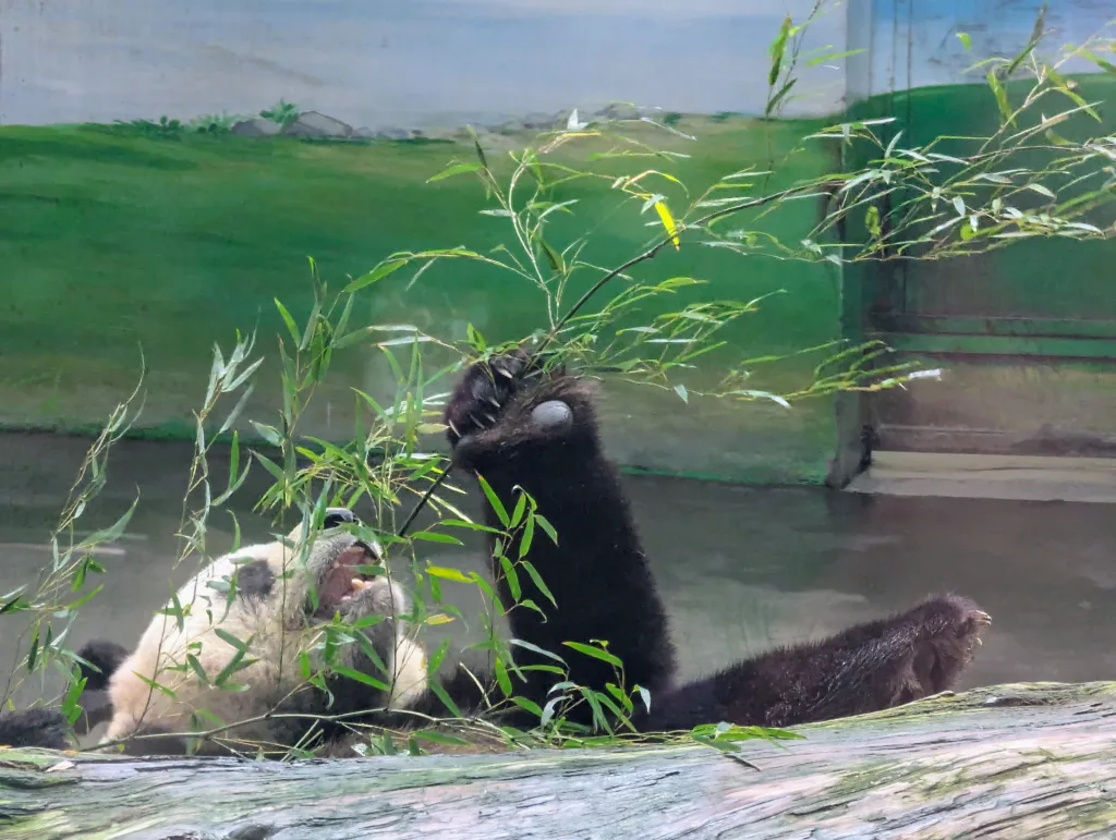 Panda eating bamboo